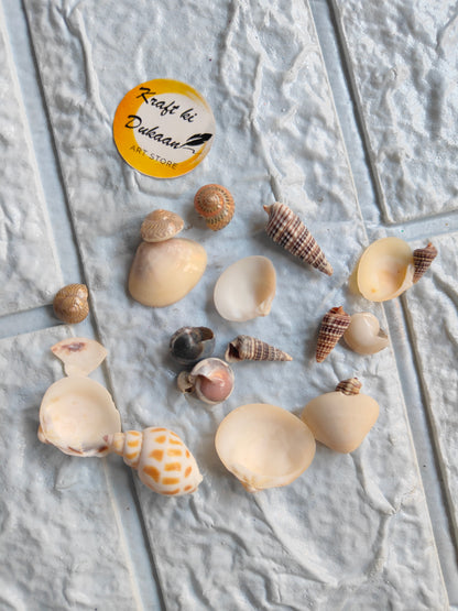 Sea Shell Mix - A6