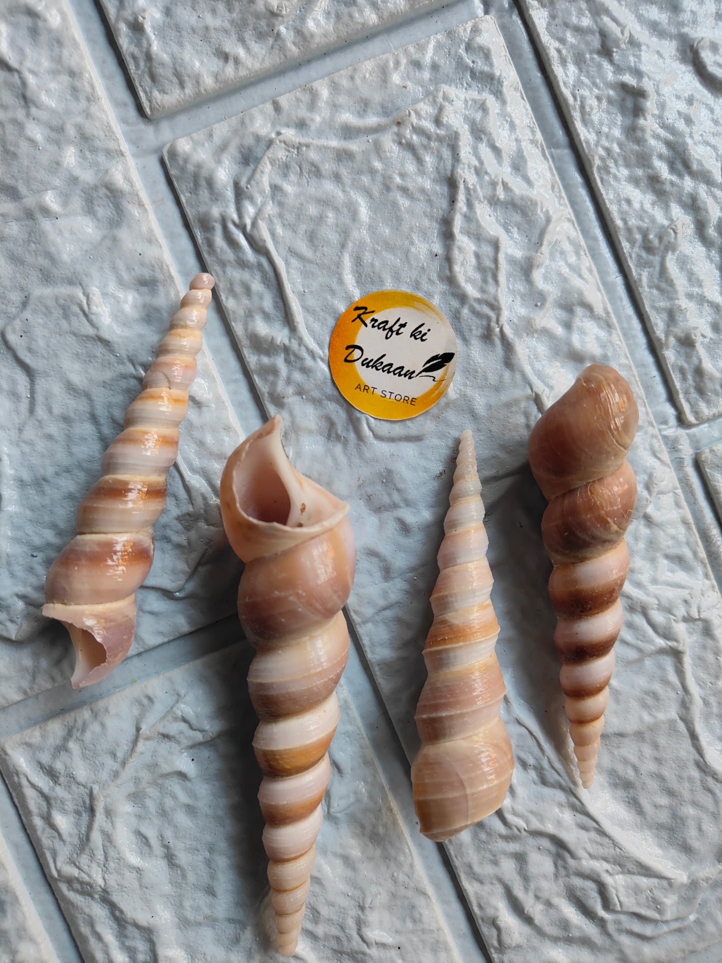 Sea Shell - A5
