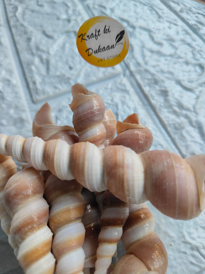 Sea Shell - A5